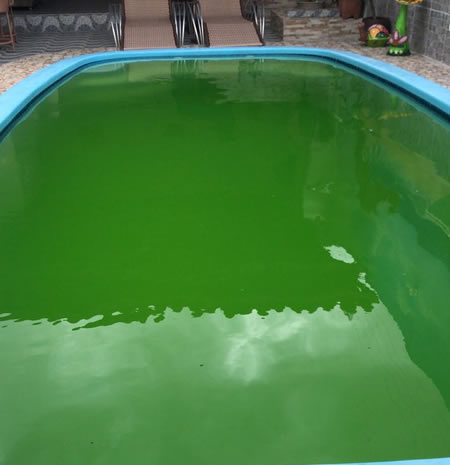 limpeza de piscina suja em Guaratuba